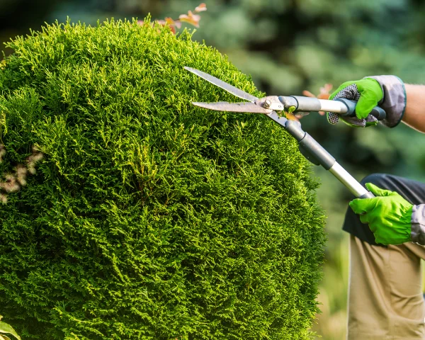 Tree Pruning & Trimming service by Chintaman Gardeners